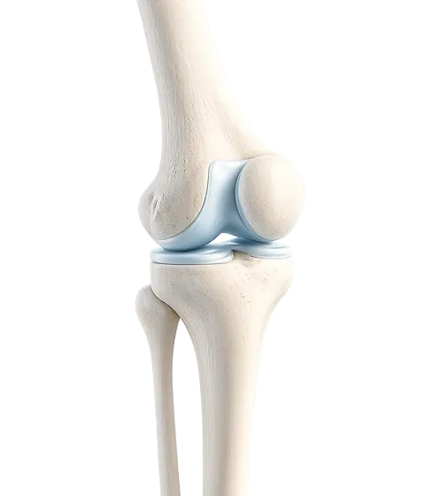 Bone