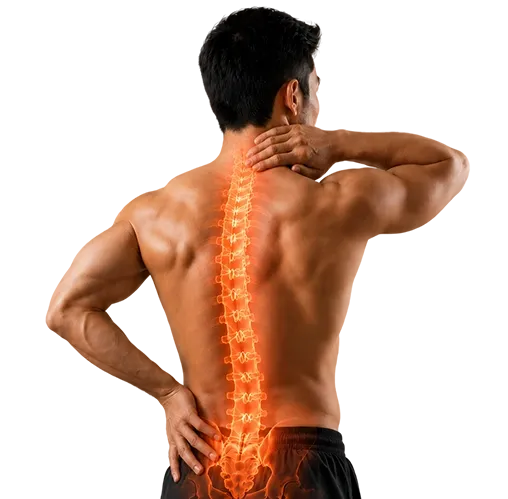 Spine