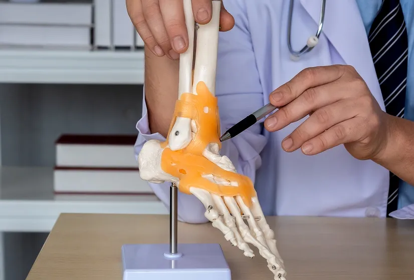 A medical professional using a pen to point out orange flexible ligaments on an anatomical foot and ankle joint model.