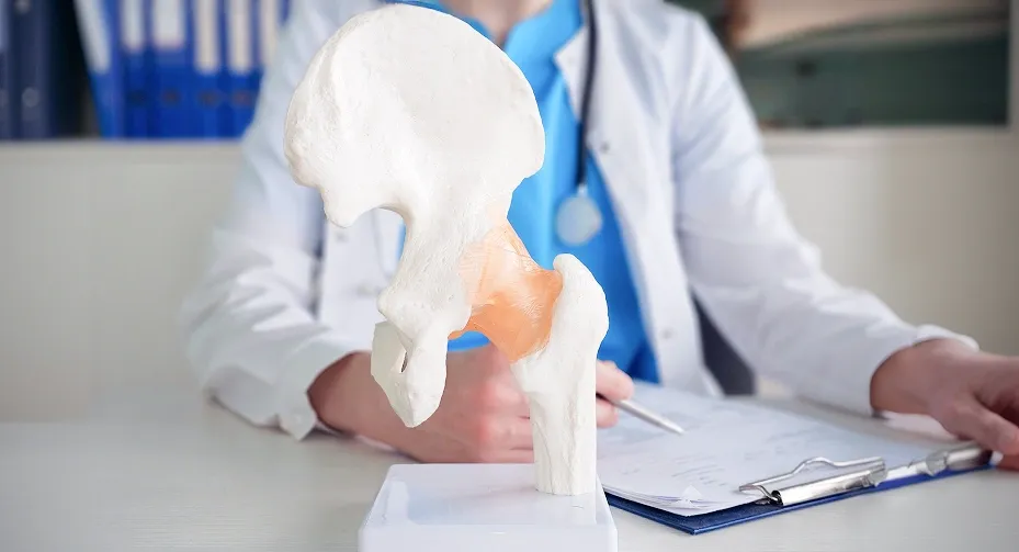 Anatomical model of the hip joint used by an orthopaedic specialist to explain hip anatomy and treatment options.