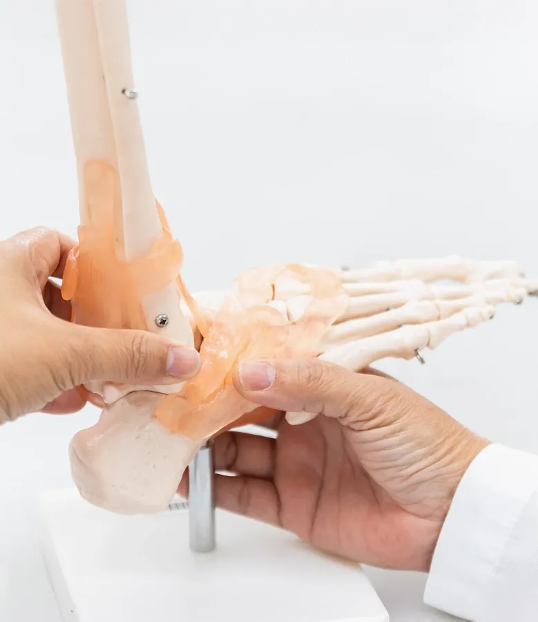 Close-up of a doctor's hands demonstrating joint movement and checking the flexible orange ligaments on an anatomical foot skeleton model.
